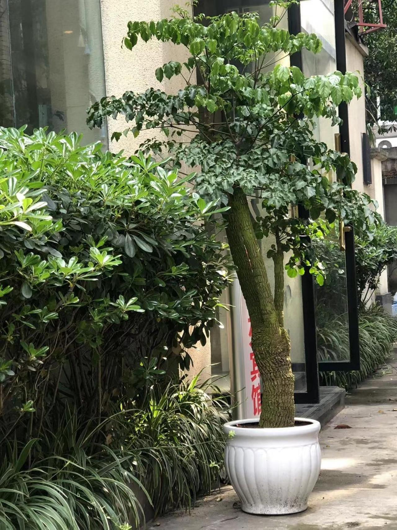 Chengdu Sichuan University Budget Hotel Екстериор снимка